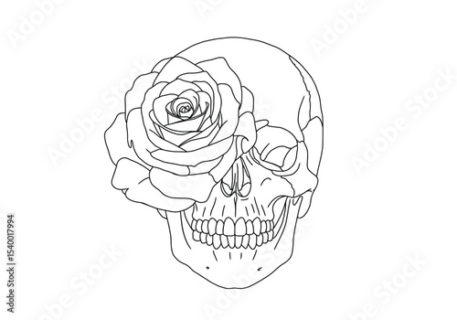 Rose skull drawing. It is a black and white outline image of a human skull with a blooming rose covering one eye socket, blending themes of life, death, and beauty. Vector sketch line art draw.