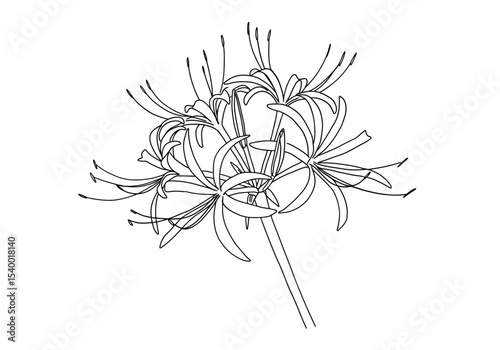 Spider lilies drawing. It is a black and white outline image of a cluster of spider lily flowers, characterized by their long, delicate, and often curled petals. Vector sketch line art draw.