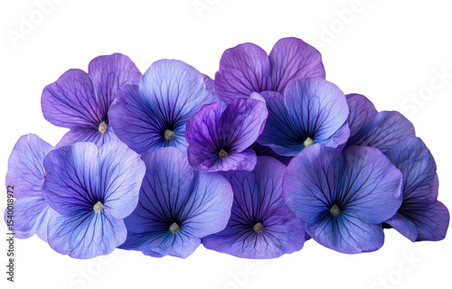 Purple flowers isolated on transparent background. PNG. photo