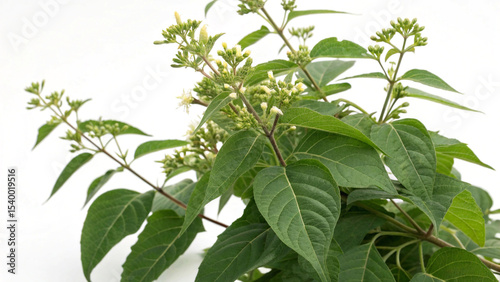 Herbal medicine plant Uncaria tomentosa or Cat's claw on white or transparent background