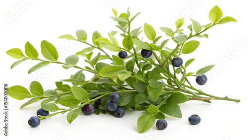 Herbal medicine plant Vaccinium myrtillus or Bilberry isolated on white background