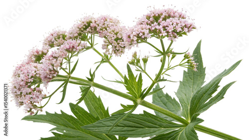 Herbal medicine plant Valeriana officinalis or Valerian on white or transparent background