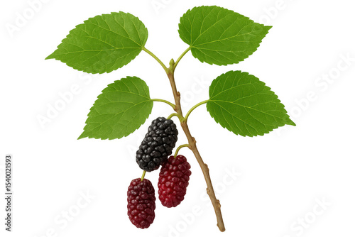 Mulberry branch displaying ripening berries, transitioning from green to deep purple across developmental stages with clear backdrop photo