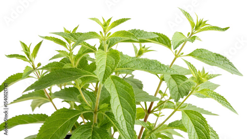 Herbal medicine plant Vernonia amygdalina or Bitter leaf isolated on white or transparent background