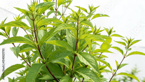 Herbal medicine plant Vernonia amygdalina or Bitter leaf on white or transparent background