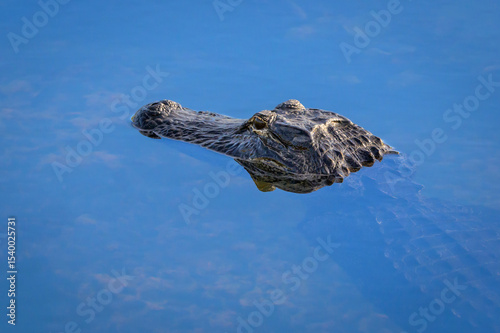 American alligator (Alligator mississippiensis) in water, Everglades national park, Florida, United States.