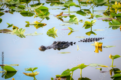American alligator (Alligator mississippiensis) in swamp, Everglades national park, Florida, United States.