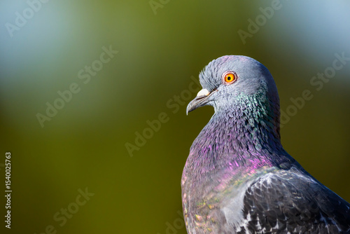 Rock pigeon (Columba livia) portrait, close up, Florida, United States.