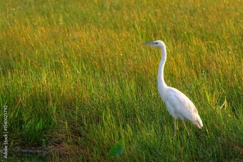 Great Egret (Ardea alba foraging in grass land at sunrise, Florida USA.