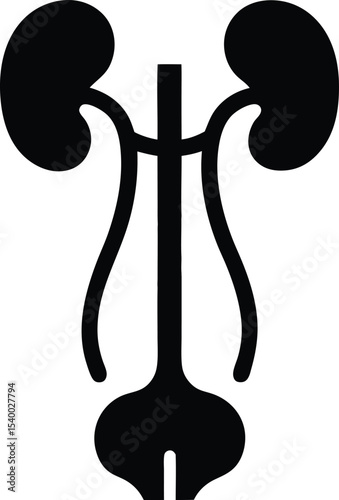 Human bladder urinary system icon  vector illustration on transparent background.