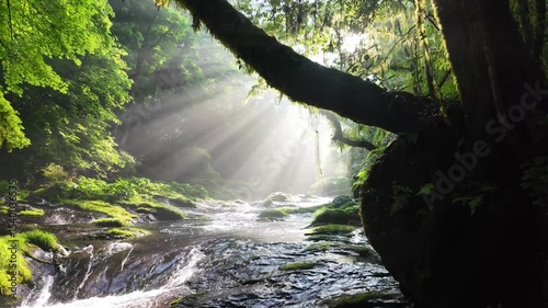 新緑の菊池渓谷