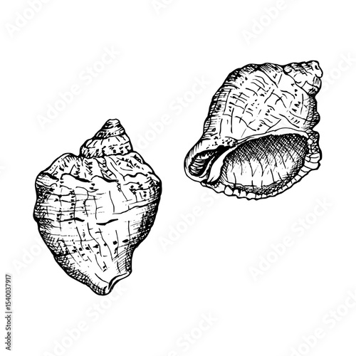 Two seashells in a black and white sketch style. Each shell has unique ridges and textures, in fine detail, ideal for coastal or nautical themes. Hand drawn vector illustration isolated on white