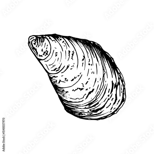 A detailed hand drawn seashell with natural texture and pattern. Black and white vector illustration isolated on white background. Sketch in line art style. Ideal for marine inspired designs.