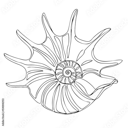 Vector line art of a radial seashell with spiky extensions and spiral center