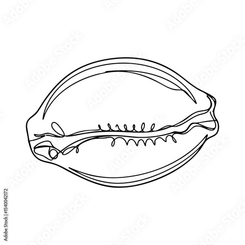 Cowrie shell top view with detailed line pattern, elegant vector line art illustration
