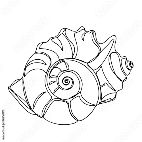 Large marine seashell with spiral center and outer ridges, vector line art style