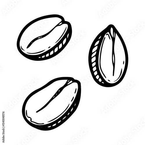 Peanut kernels. Hand drawn doodle vector. Ripe bean nut. Natural food. Organic ingredient. Kernel seed. Agricultural plant. Farm product. Illustration line art element.
