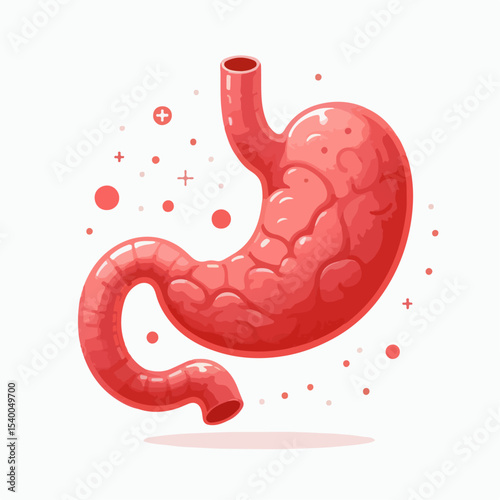illustration of human stomaach