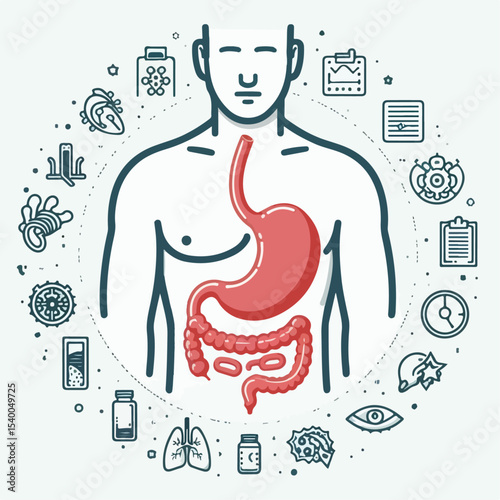 illustration of human stomaach