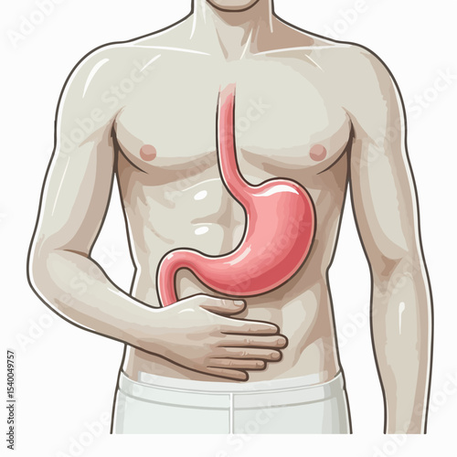 human body anatomy