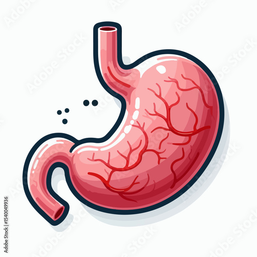 illustration of human stomaach