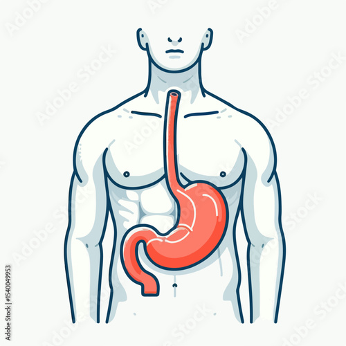 illustration of human stomaach
