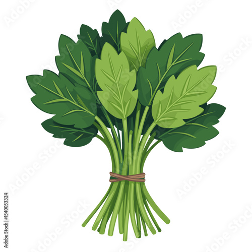 Illustration of a Bunch of Fresh Green Parsley Tied with Twine, Culinary Herb
