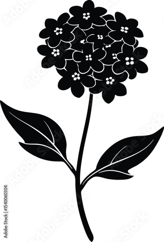 Candytuft