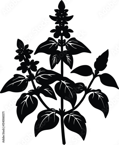 Basil Flowers
