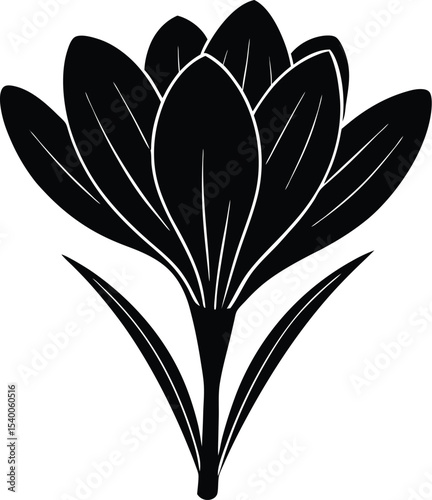 Crocus