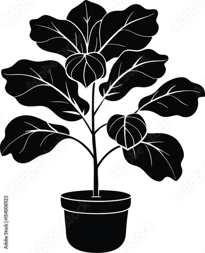 Fiddle Leaf Fig with Bloom