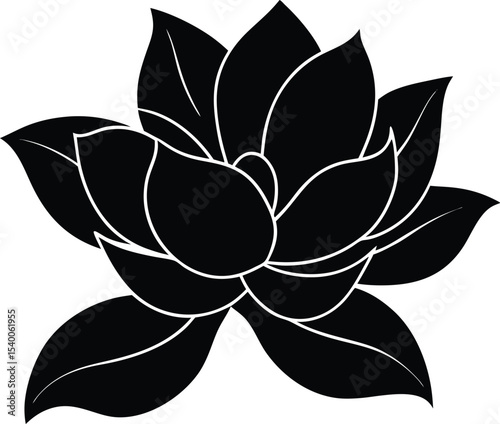 Magnolia