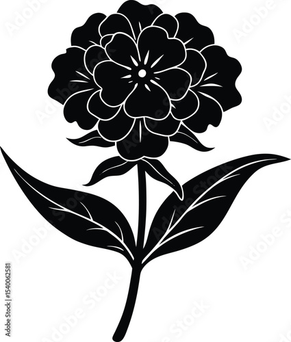 Phlox