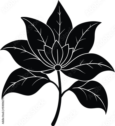 Rubber Plant Flower