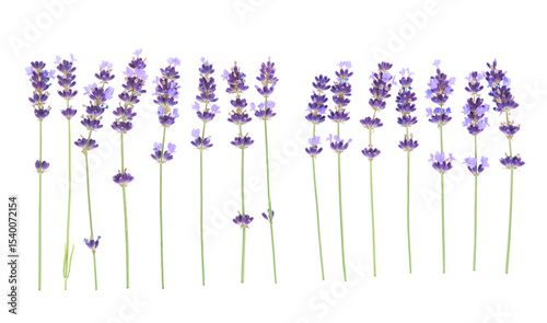 Lavender sprigs isolated on a white background. A neat and simple composition of purple, aromatic flowers.