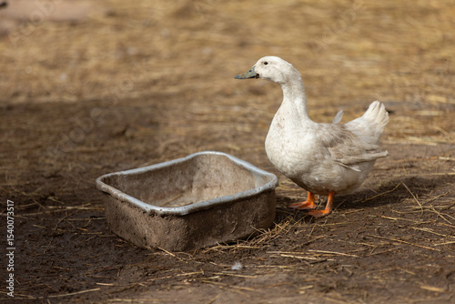 Birds on a farm. A white duck stands next to a trough of water.