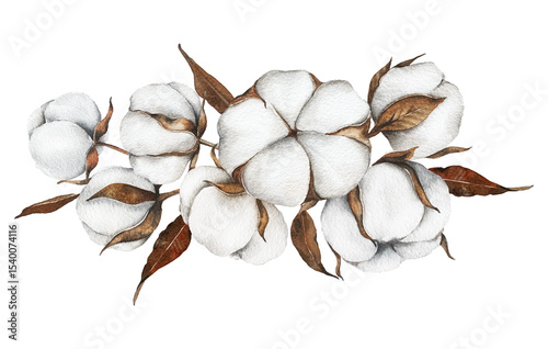Hand Drawn Cotton Flowers Watercolor Illustration. Cotton Balls isolated on white. Floral Watercolor Art. Cotton Plant watercolor drawing. Cotton Branches Hand Painted Isolated. Eco and organic design