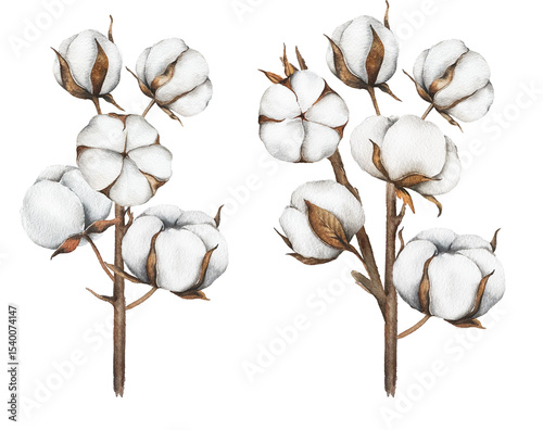 Hand Drawn Cotton Flowers Watercolor Illustration. Cotton Balls isolated on white. Floral Watercolor Art. Cotton Plant watercolor drawing. Cotton Branches Hand Painted Isolated. Eco and organic design