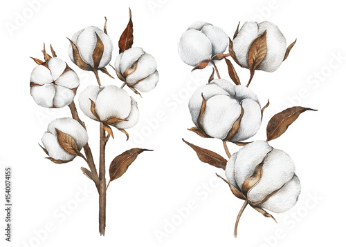 Hand Drawn Cotton Flowers Watercolor Illustration. Cotton Balls isolated on white. Floral Watercolor Art. Cotton Plant watercolor drawing. Cotton Branches Hand Painted Isolated. Eco and organic design