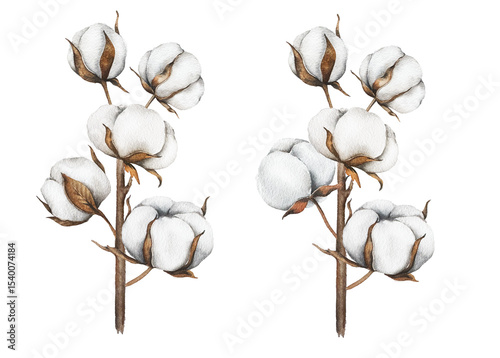Hand Drawn Cotton Flowers Watercolor Illustration. Cotton Balls isolated on white. Floral Watercolor Art. Cotton Plant watercolor drawing. Cotton Branches Hand Painted Isolated. Eco and organic design