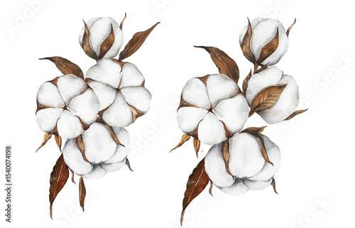 Hand Drawn Cotton Flowers Watercolor Illustration. Cotton Balls isolated on white. Floral Watercolor Art. Cotton Plant watercolor drawing. Cotton Branches Hand Painted Isolated. Eco and organic design