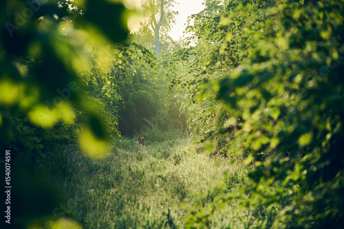 Deer standing in clearing in sunny forest. High quality photo