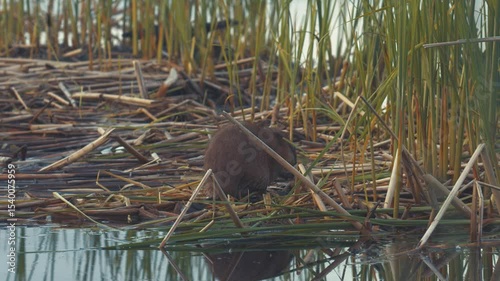 The muskrat feeds on the island.