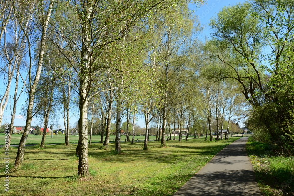 Obraz premium Landschaft mit Baum, Wäldchen, Radweg, Himmel, Frühling