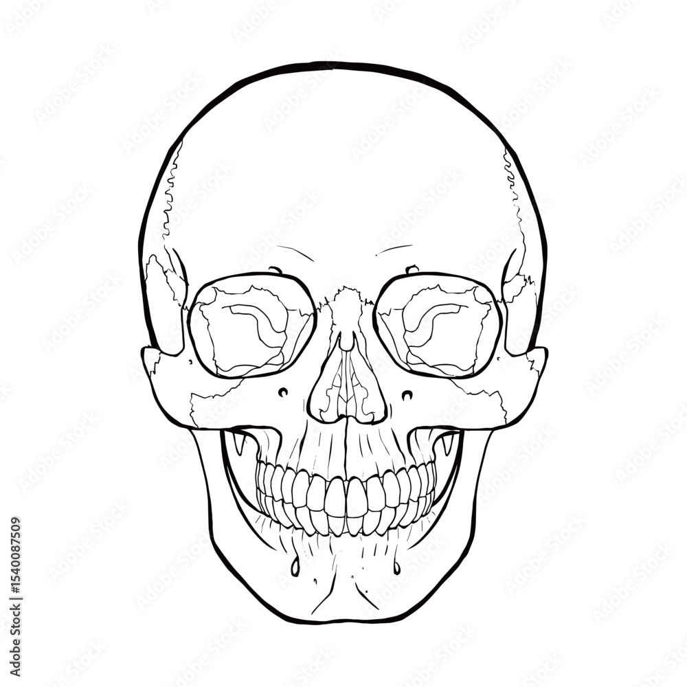 Fototapeta premium human skull illustration
