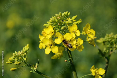 Rapsblüte, Makro