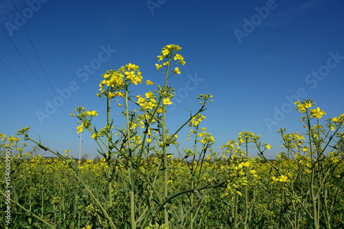 Rapsblüte, Natur, Himmel, Frühling