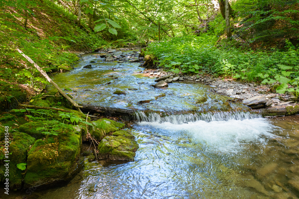 Obraz premium wild water creek in the dense forest. scenic green environment of ukraine woodland in summer. beautiful nature scenery. freshness of woods on a sunny day