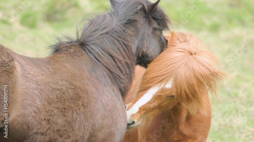 A Delightful and Playful Interaction Between Two Horses in a Beautiful Green Pasture