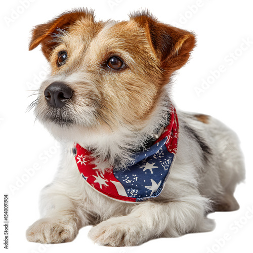 Adorable Jack Russell Terrier Puppy Wearing Patriotic Bandana Posing Against White Background Studio Shot, transparent background
